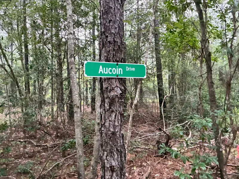 A green Aucoin Drive street sign on a pine tree in the woods