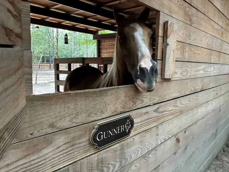 Gunner the chestnut horse looking over his stall door above his name plaque