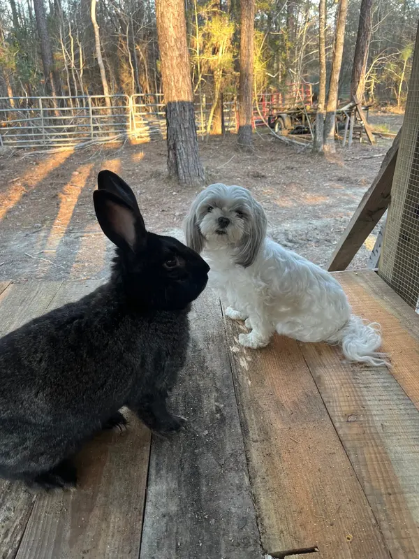 A black rabbit and a small white dog sitting together on a wooden deck