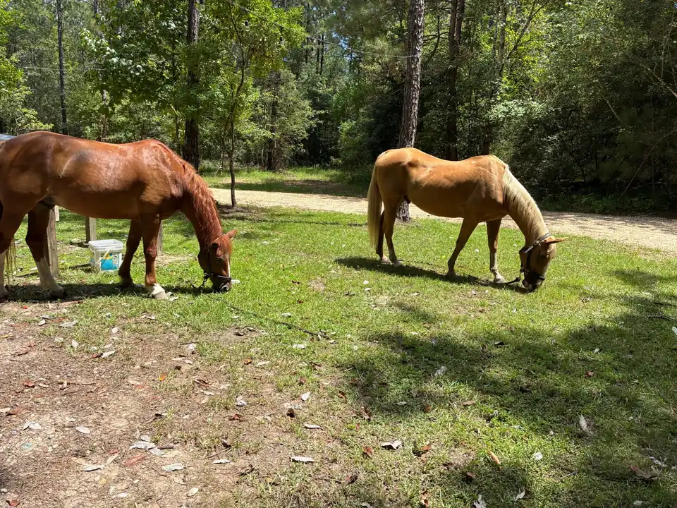 A chestnut horse and a golden horse grazing in a sunny woodland clearing