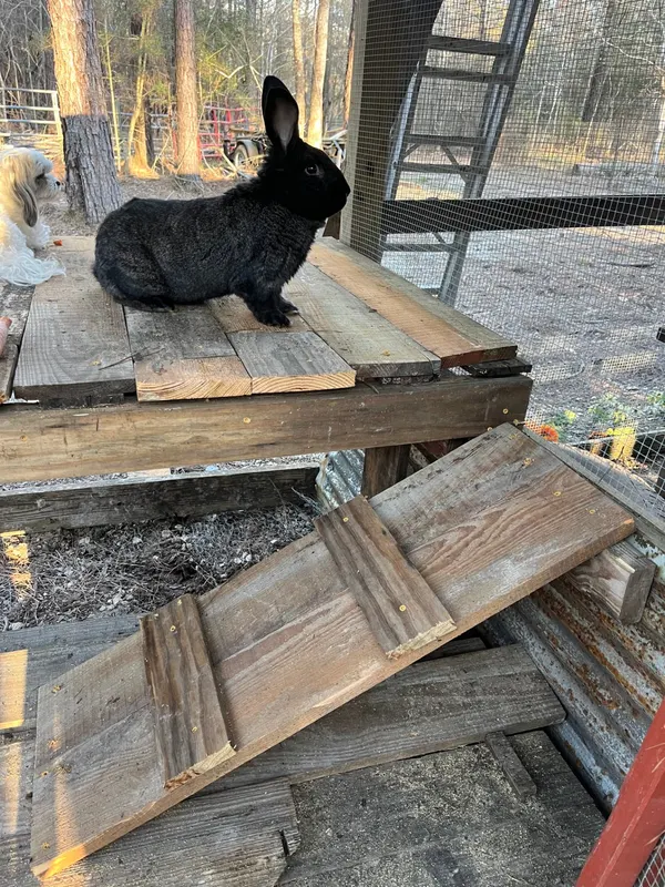 A black rabbit sitting on a wooden platform inside its enclosure
