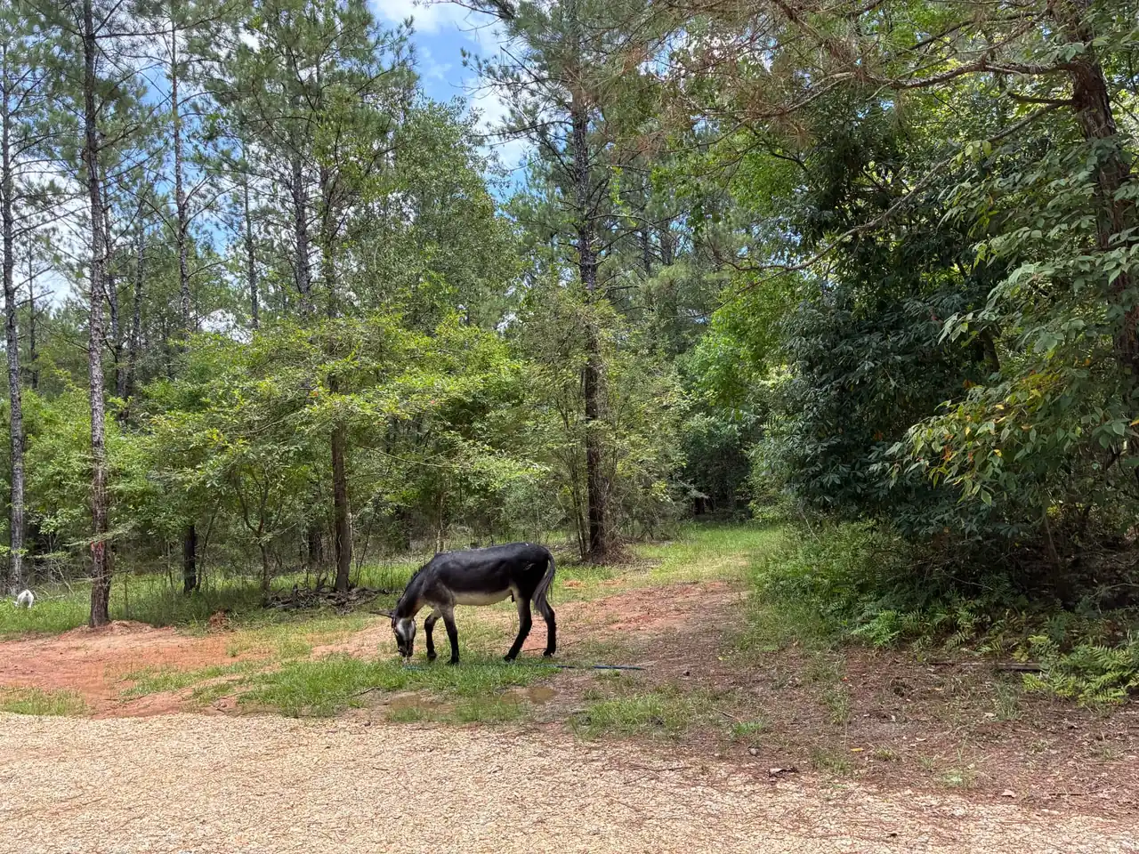 A dark donkey grazing beside a path through the sanctuary's pine woods