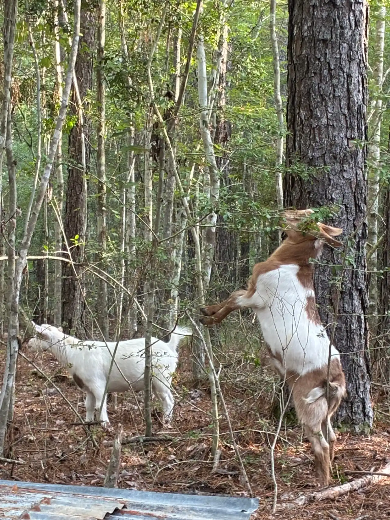 Two goats among the trees, with a brown and white goat reaching up a pine trunk
