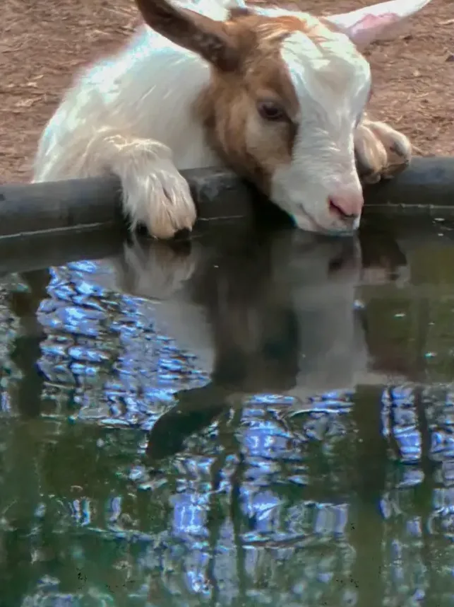 A young brown and white goat leaning over a water trough for a drink