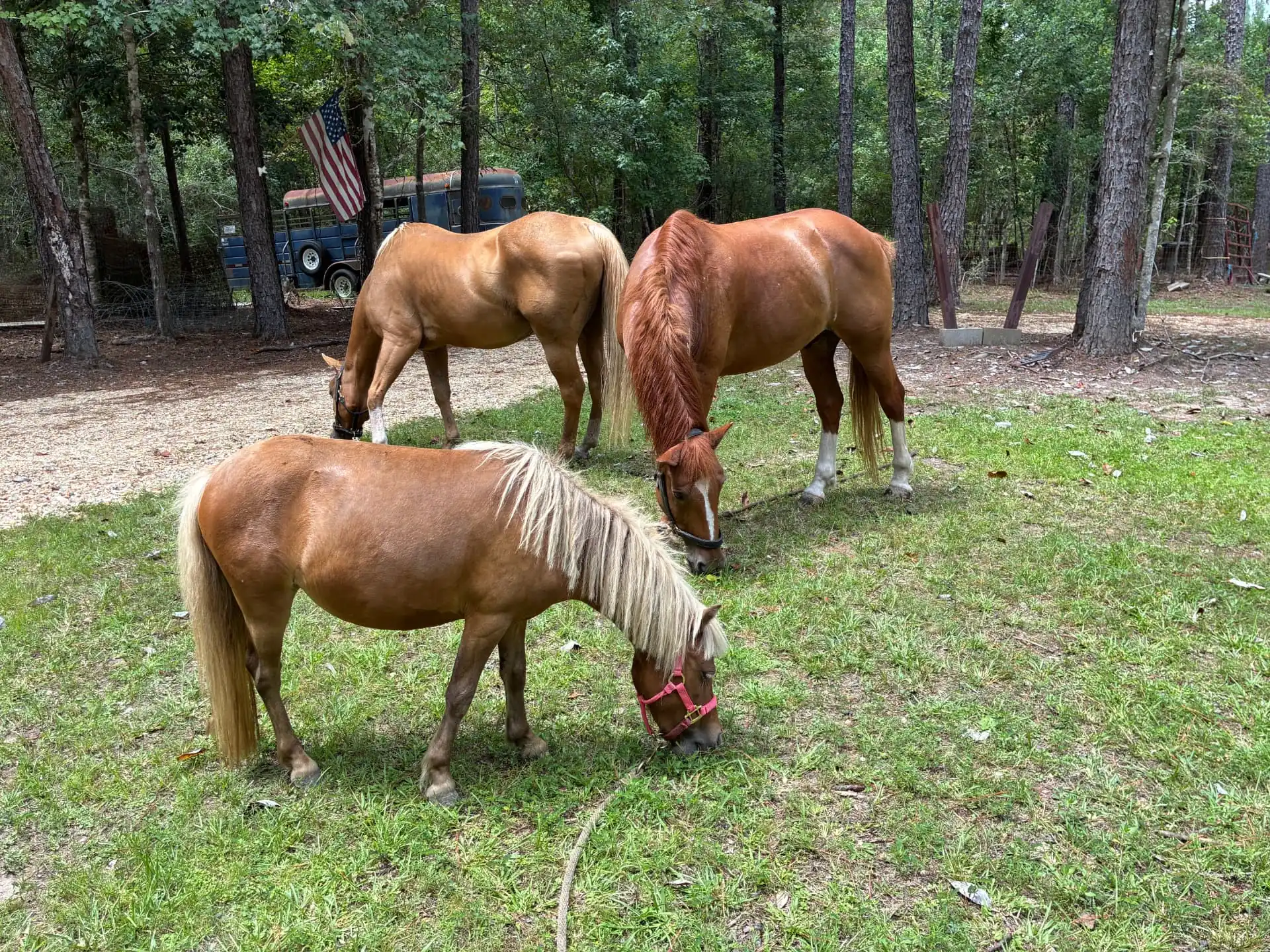 A pony and two horses grazing among pine trees at the sanctuary